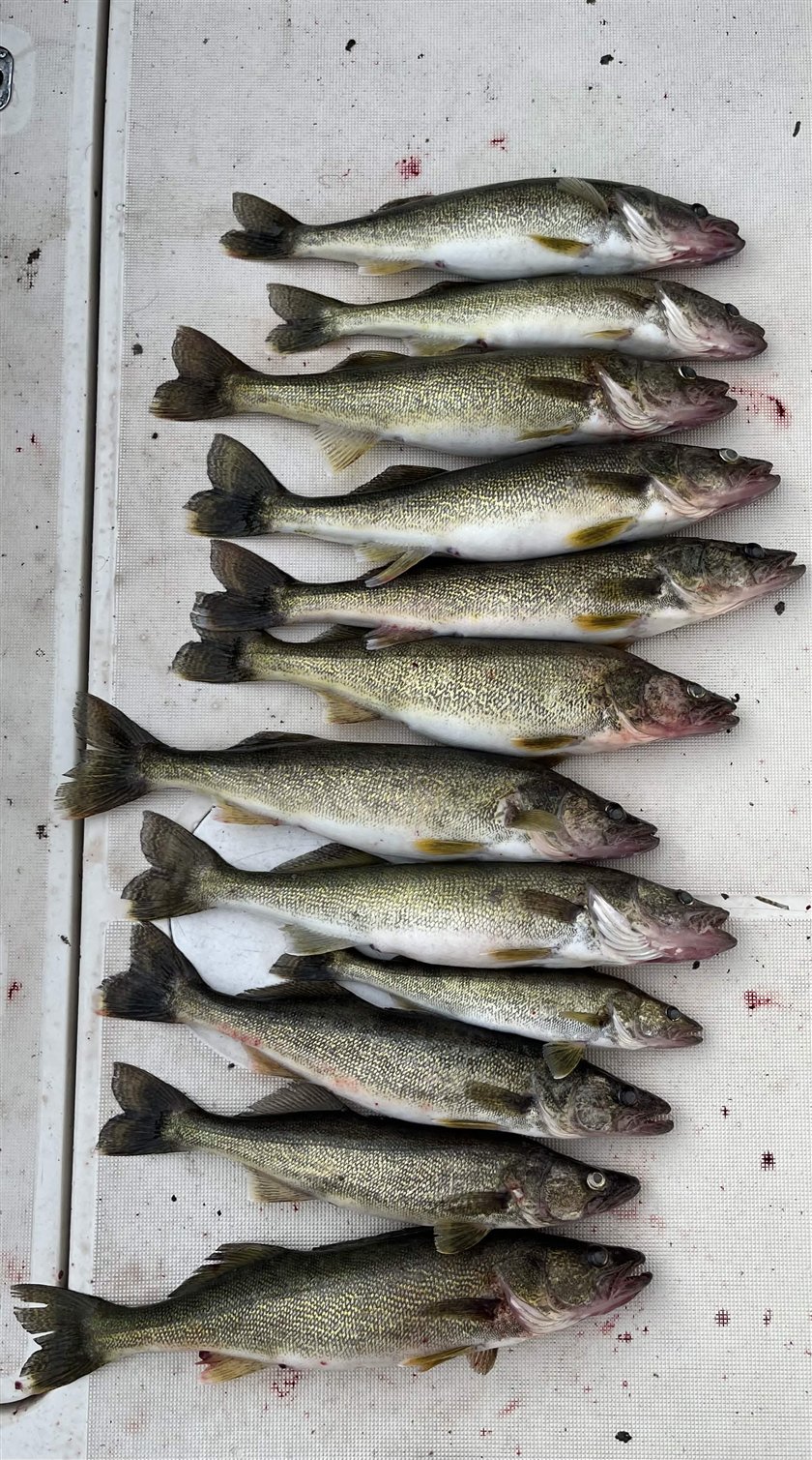 Summer walleye catch on Lake Erie