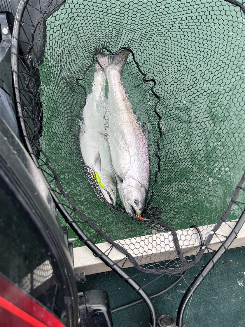 Two Chinook salmon in a landing net on Lake Ontario